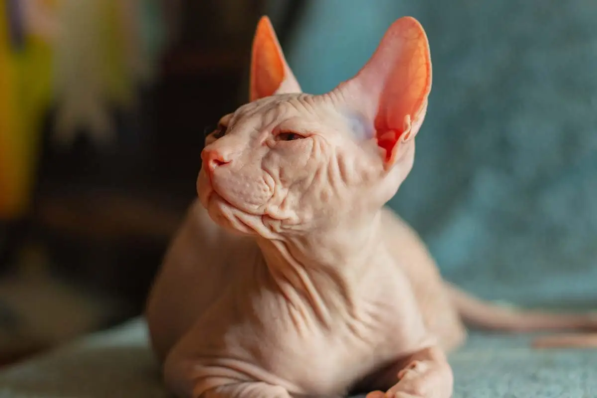 Donskoy breed profile