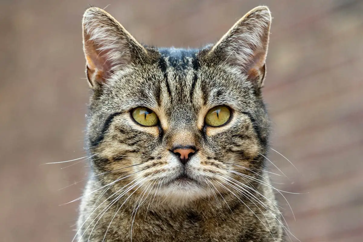 Domestic shorthair cat