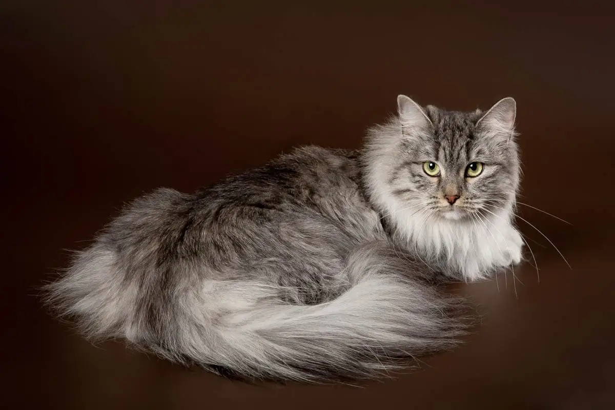 Siberian cat breed profile