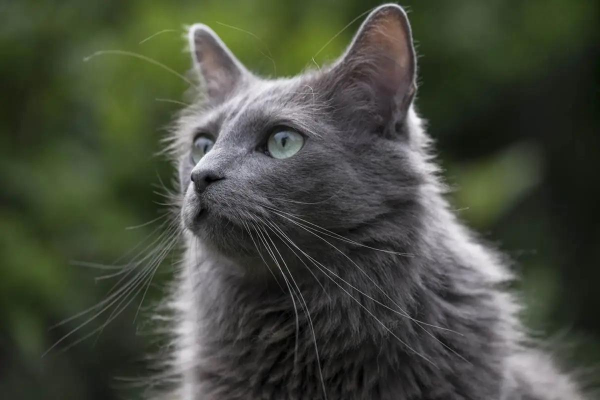 Nebelung cat