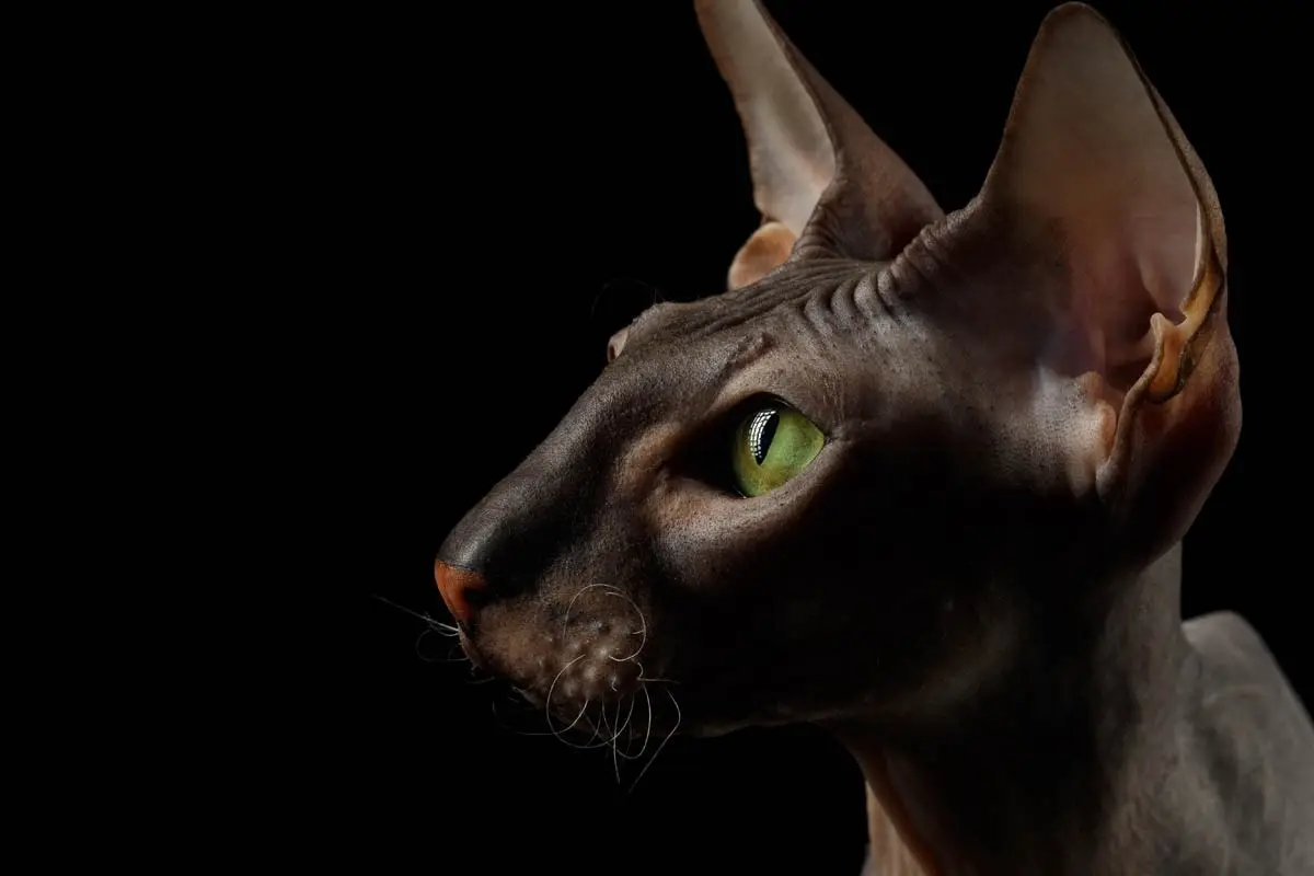 Peterbald breed profile
