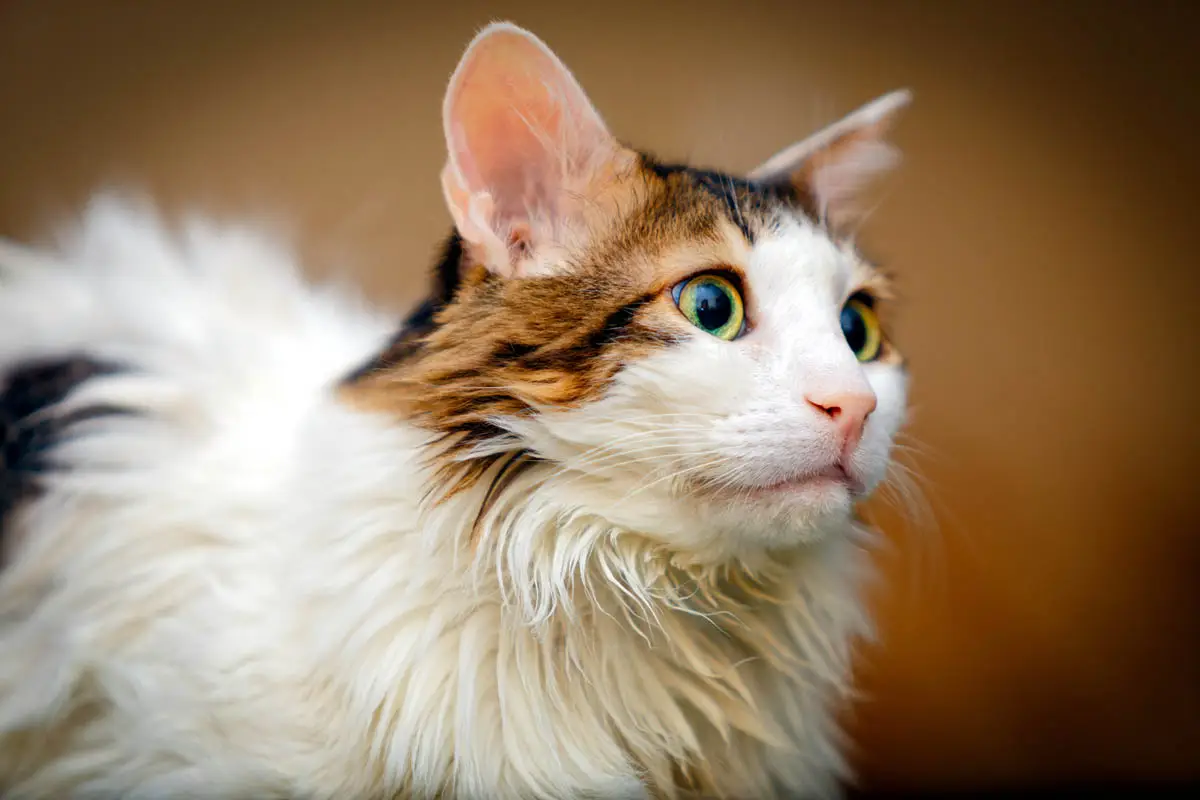 Norwegian Forest cat breed profile