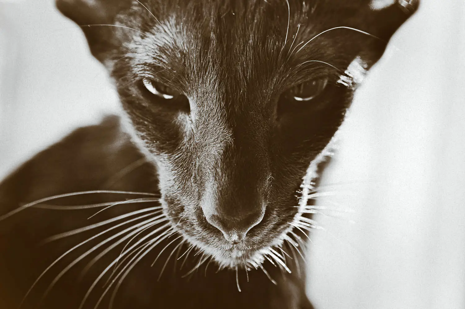 Oriental shorthair breed profile