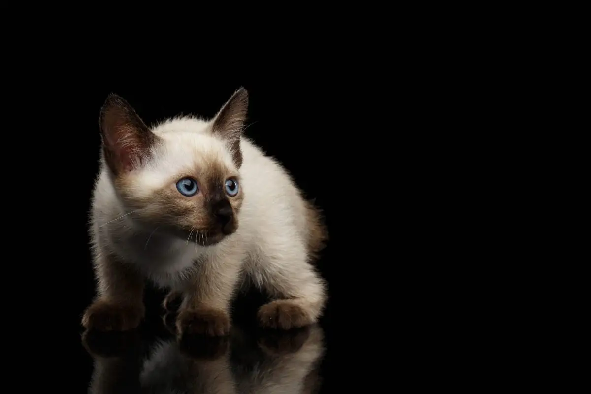 Siamese kitten