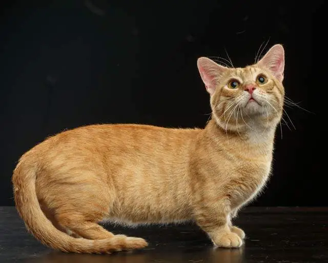 Munchkin cat