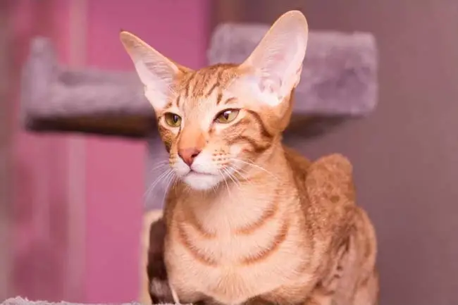 Red Oriental shorthair
