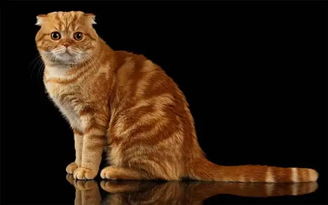 Ginger Scottish fold