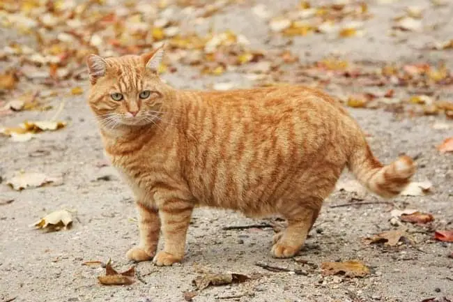 Ginger mackerel tabby