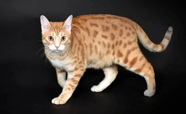 Spotted tabby cat