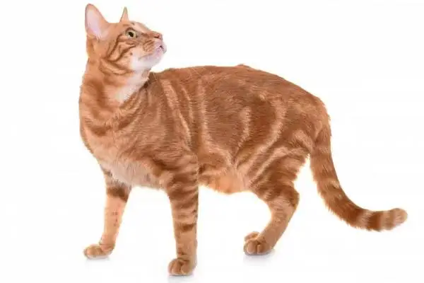 Orange classic tabby