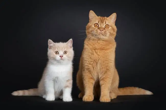 Two British Shorthair cats