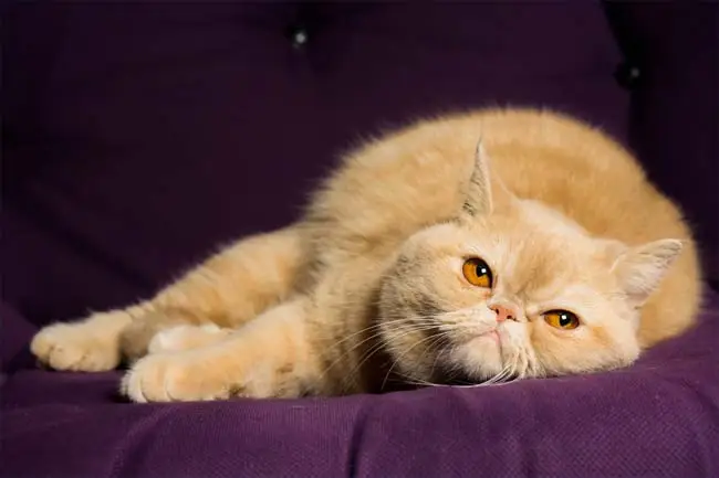 Ginger exotic shorthair