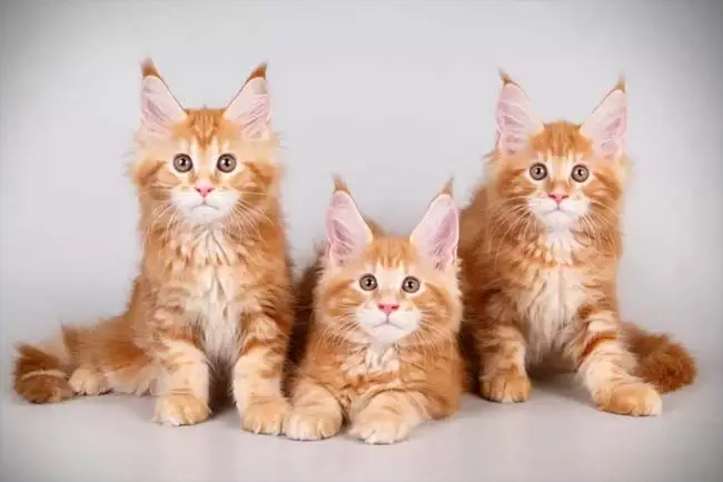 Ginger Maine coon