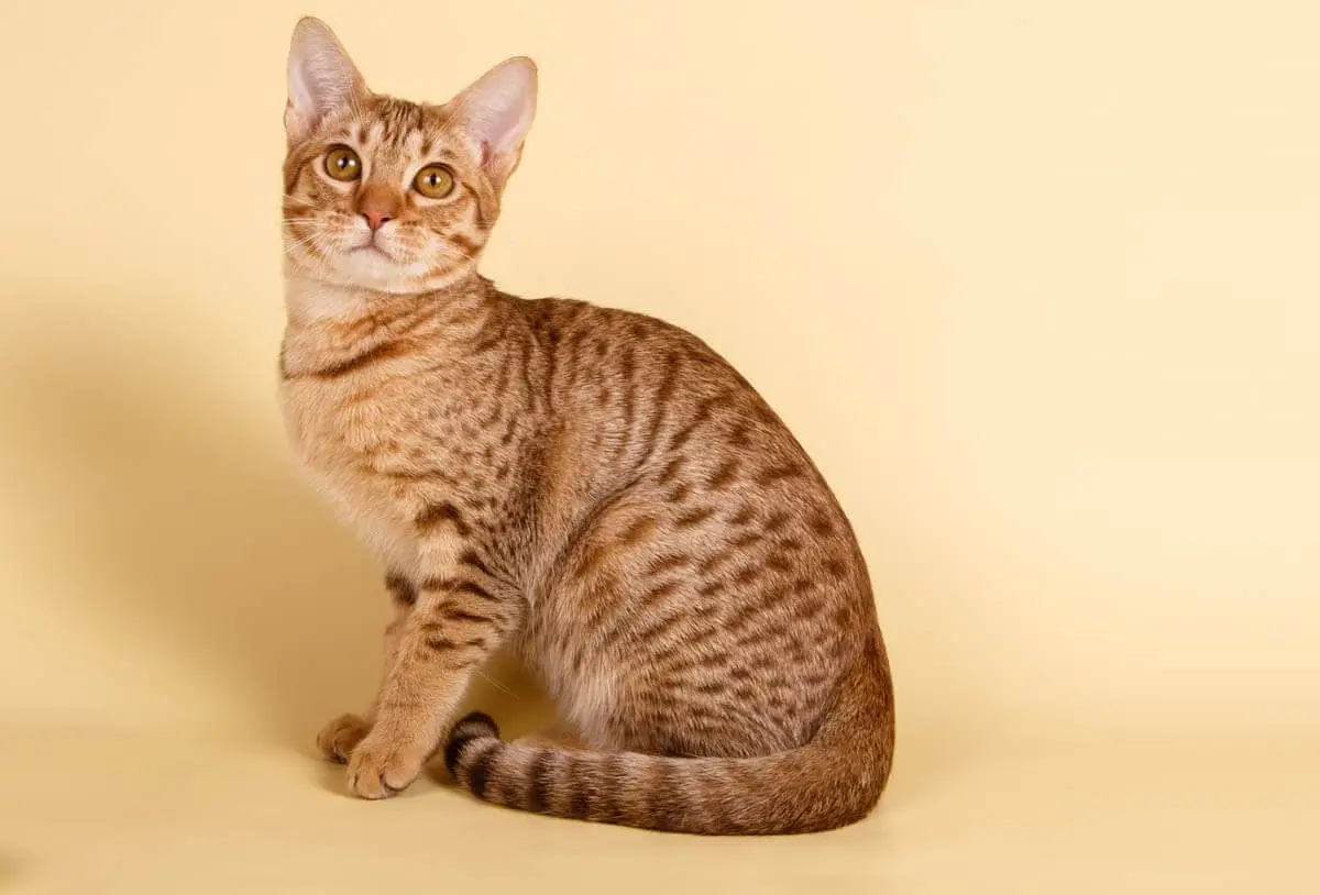 Ocicat breed profile