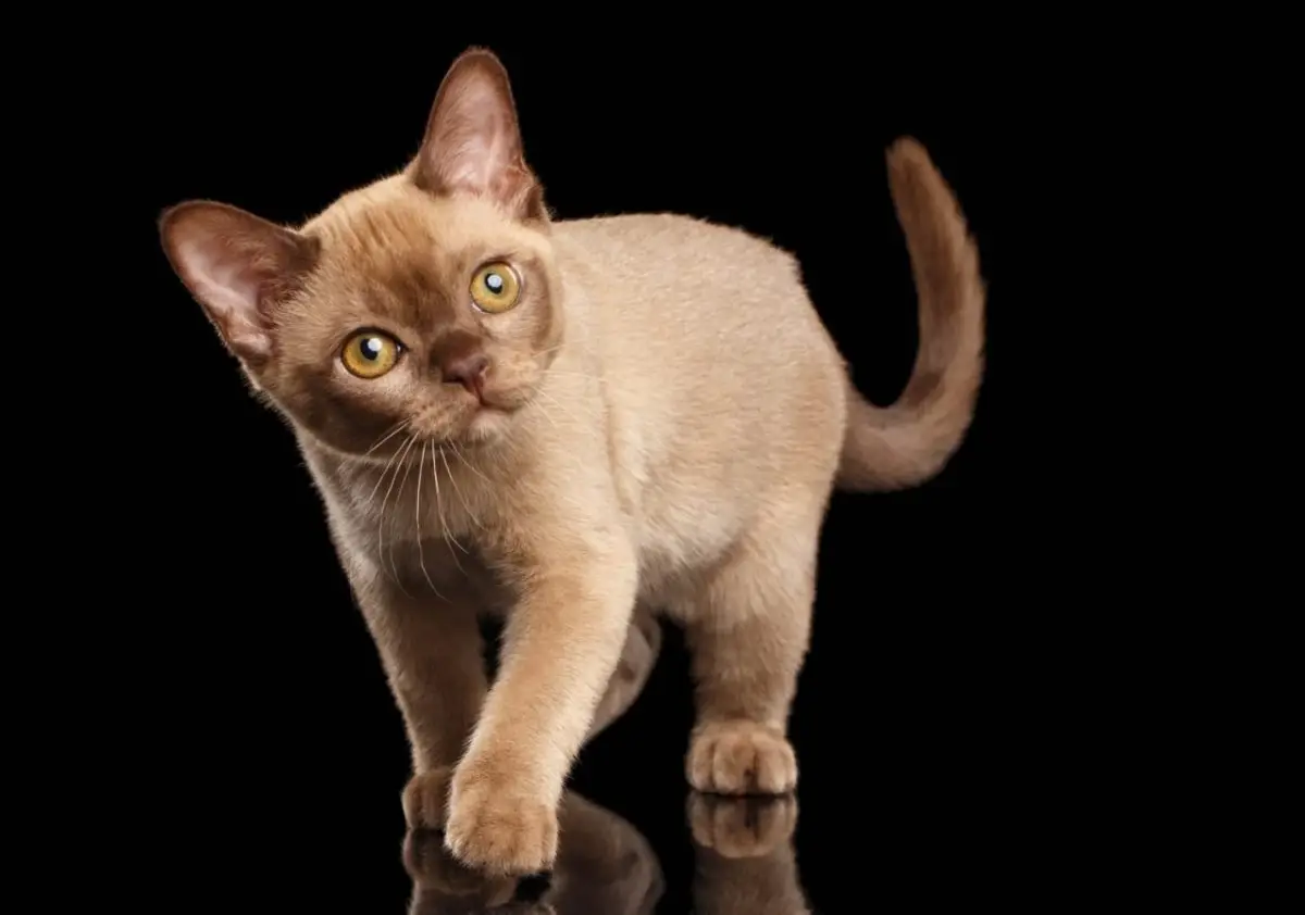 Chocolate Burmese kitten