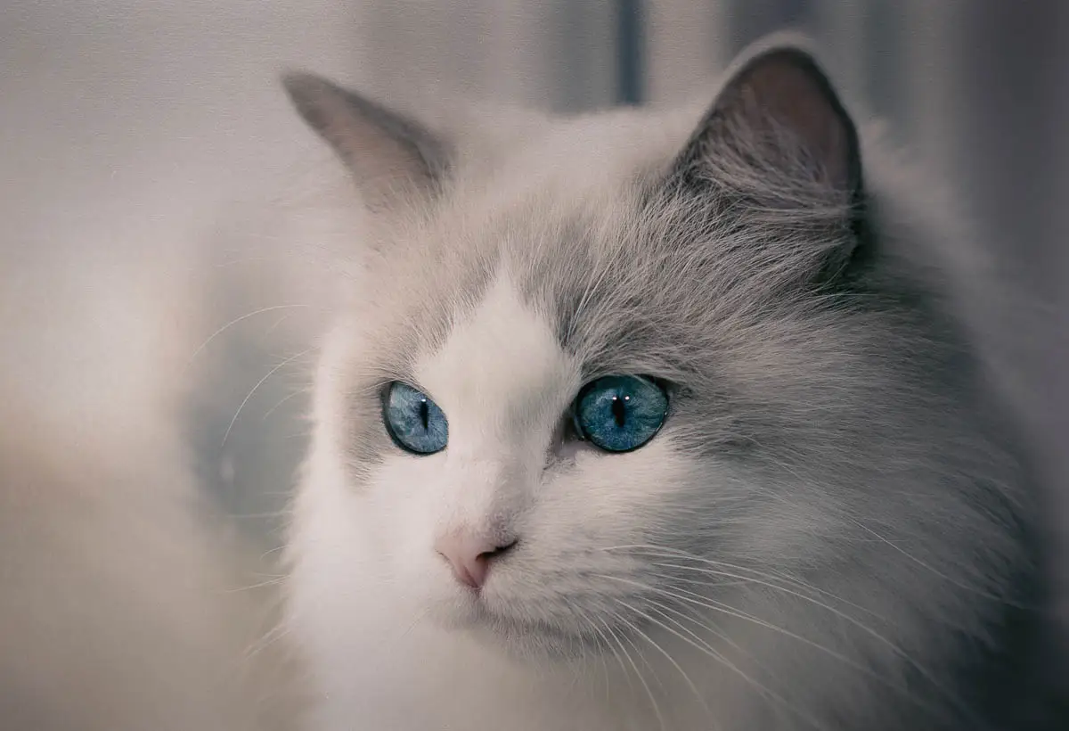 Ragdoll cat