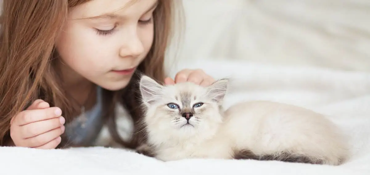 Child friendly cat breeds
