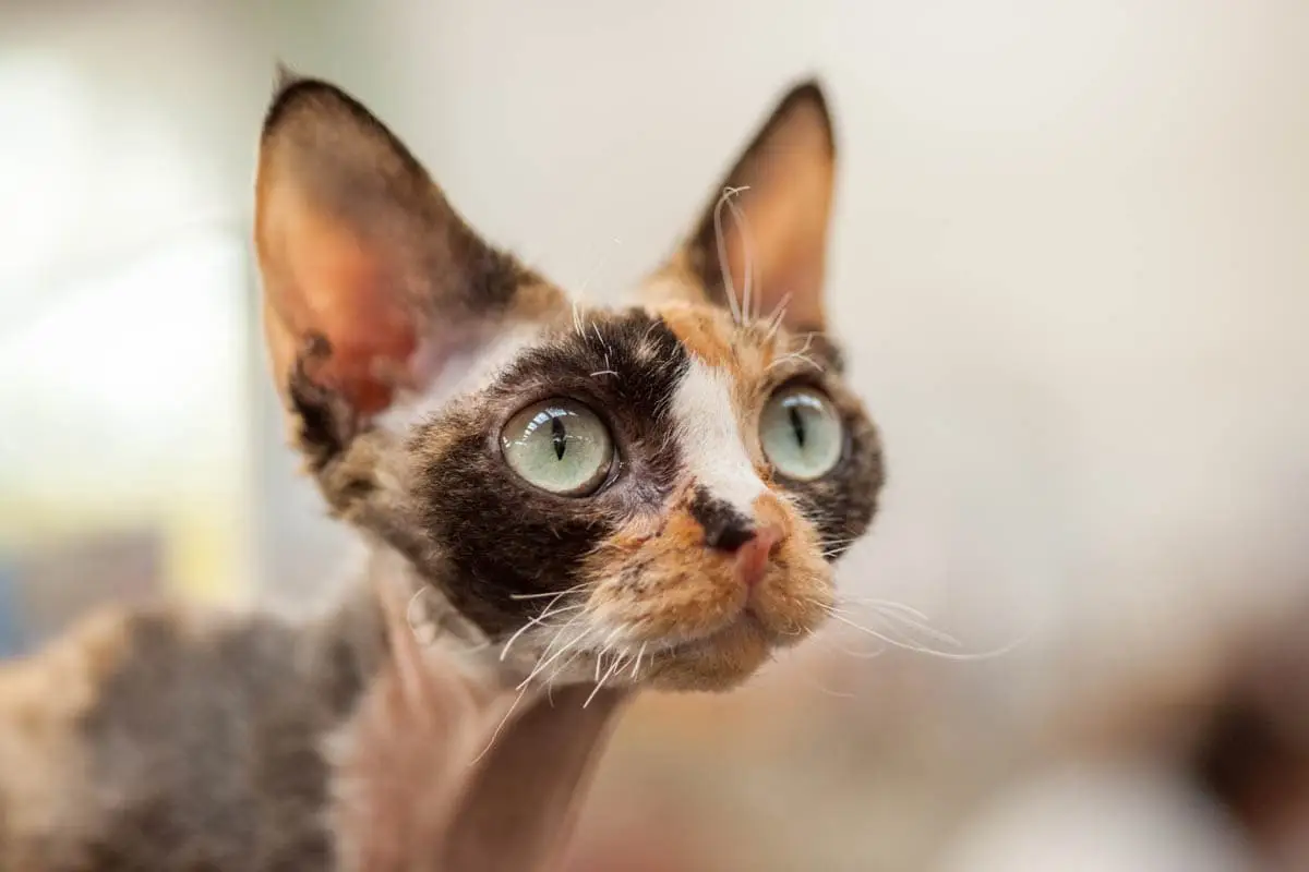 Calico Devon Rex