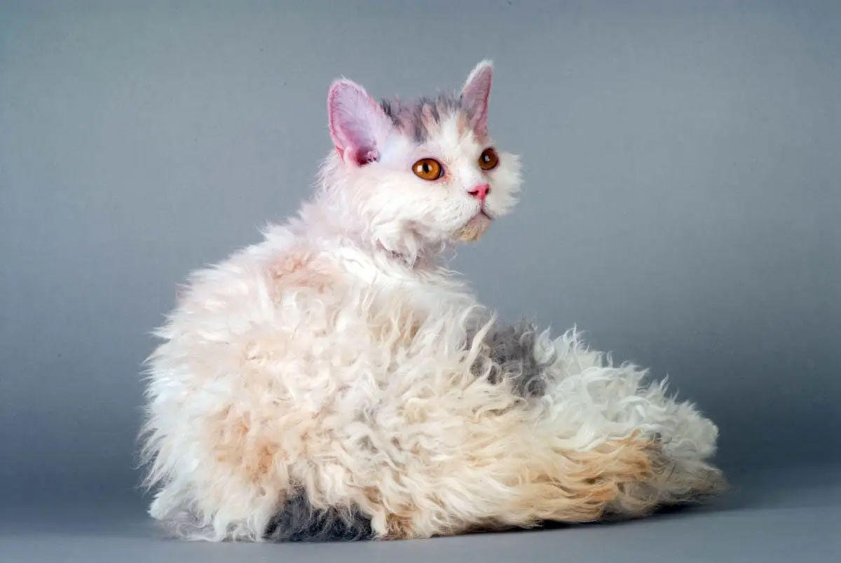 Selkirk Rex breed profile