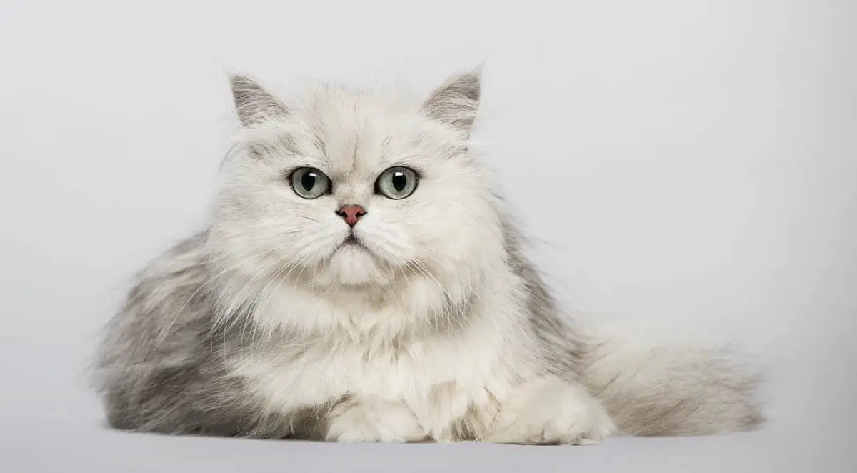 Chinchilla cat breed profile