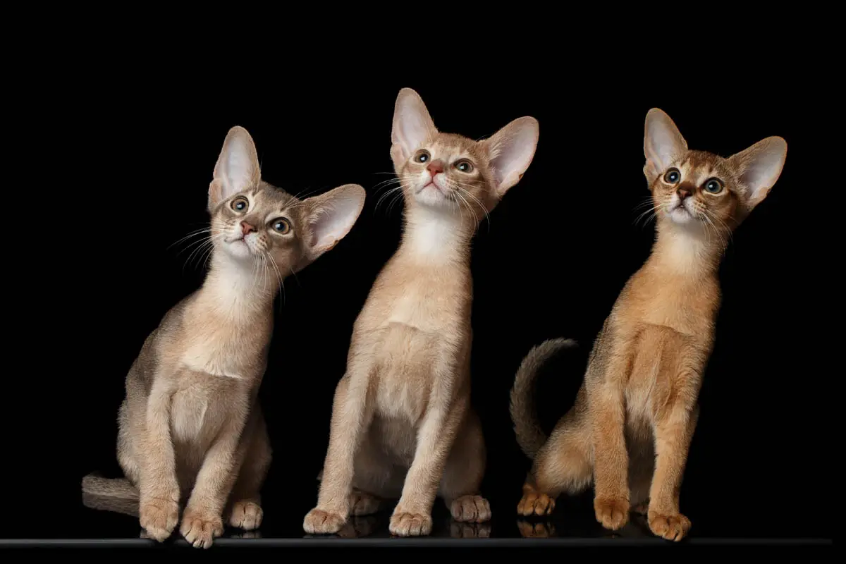 Abyssinian cat profile