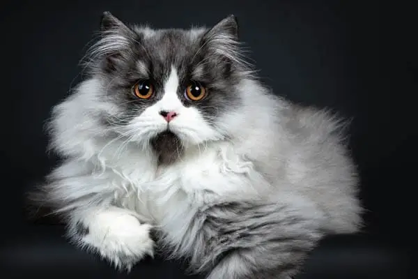 British longhair