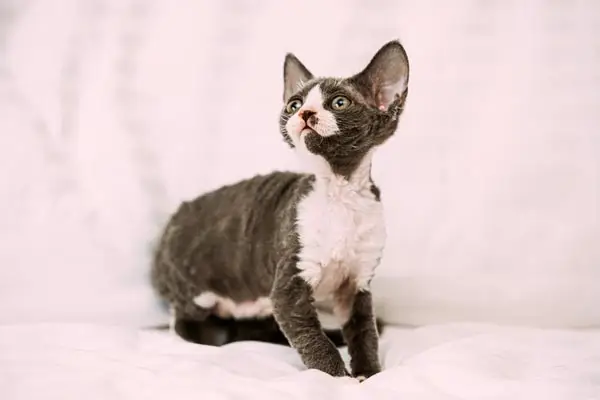 Blue and grey Devon Rex