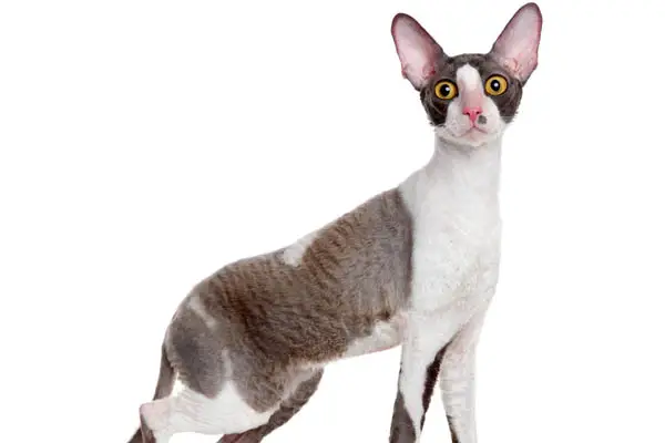 Grey and white Cornish Rex