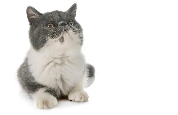 Grey and white Exotic Shorthair