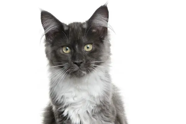 Grey and white Maine Coon