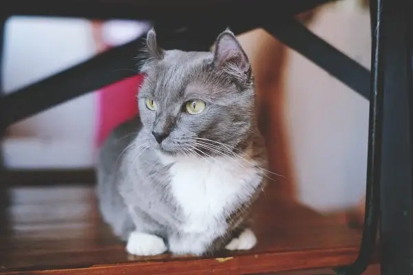Grey and white munchkin cat