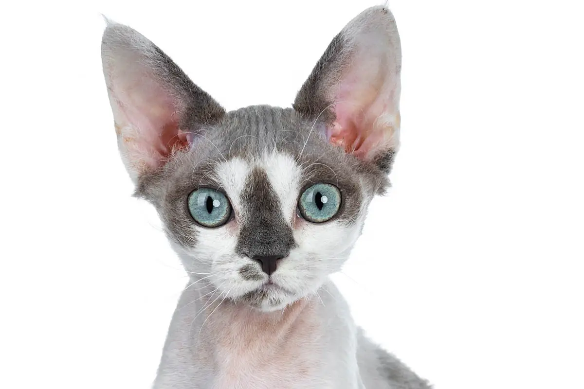Grey and white cat breeds