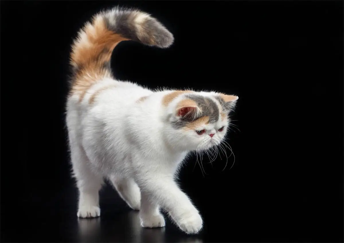 Exotic Shorthair breed profile