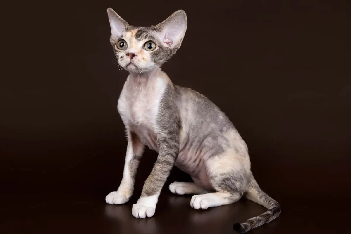 Devon Rex