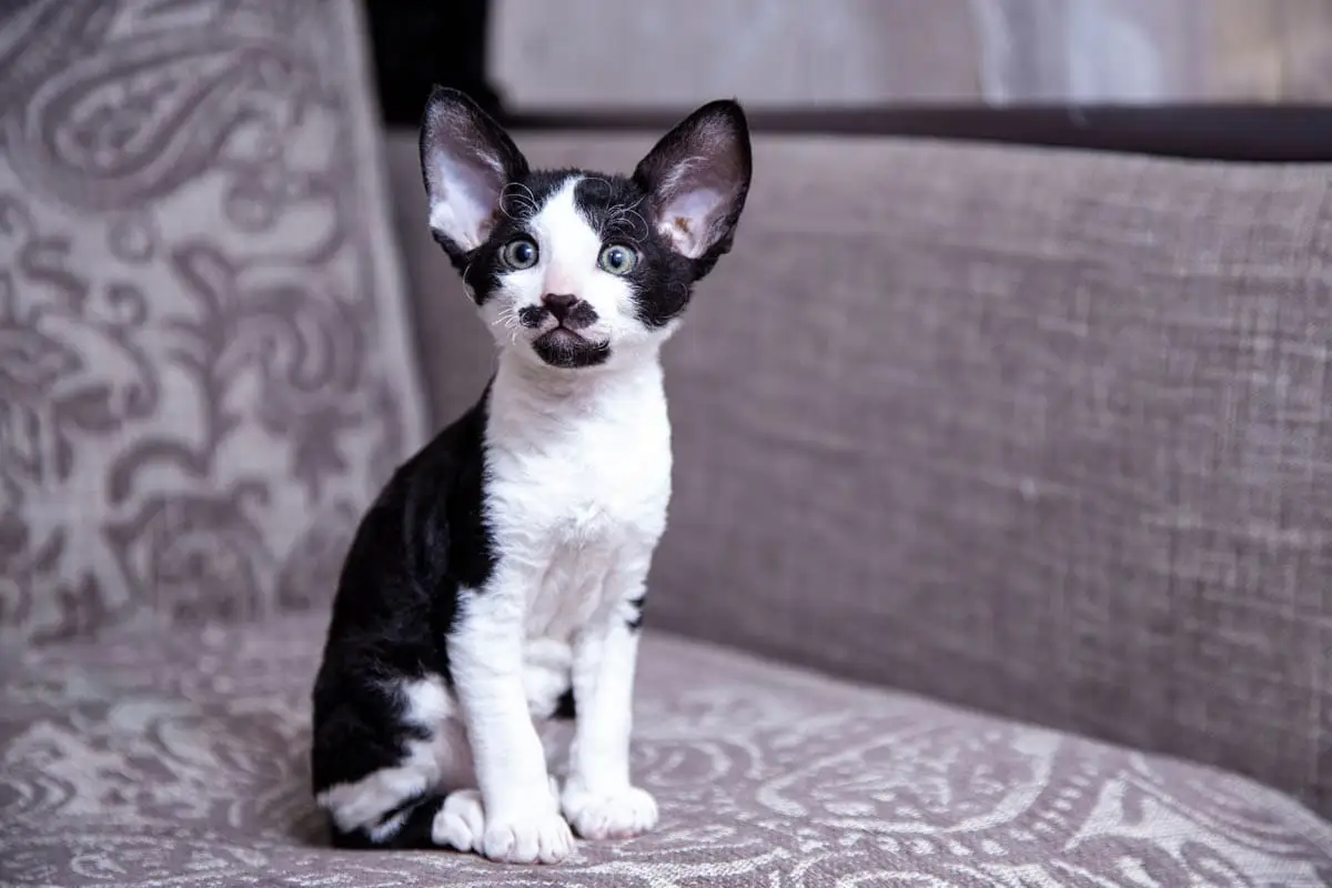 Black and white Cornish Rex kitten