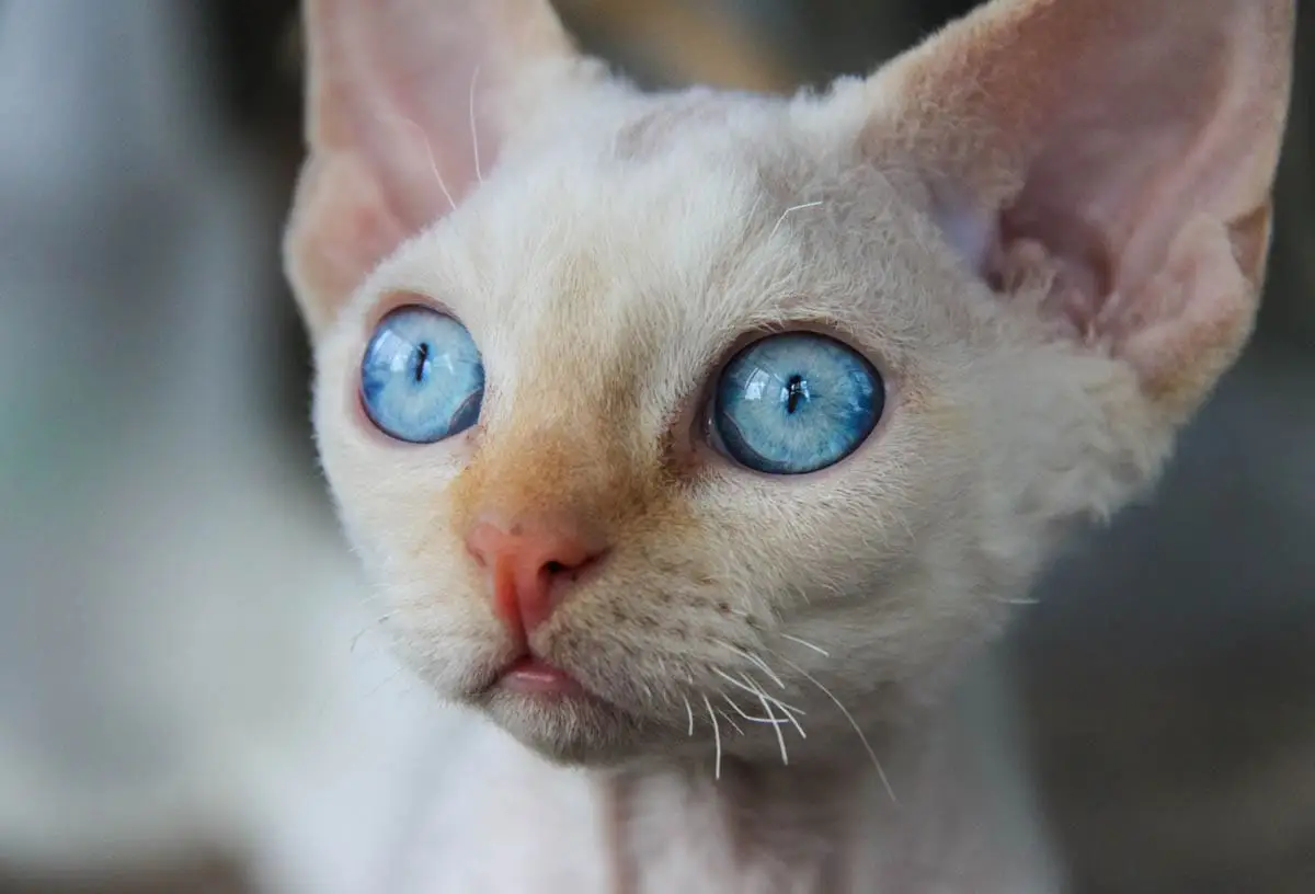 Energetic breeds of cat
