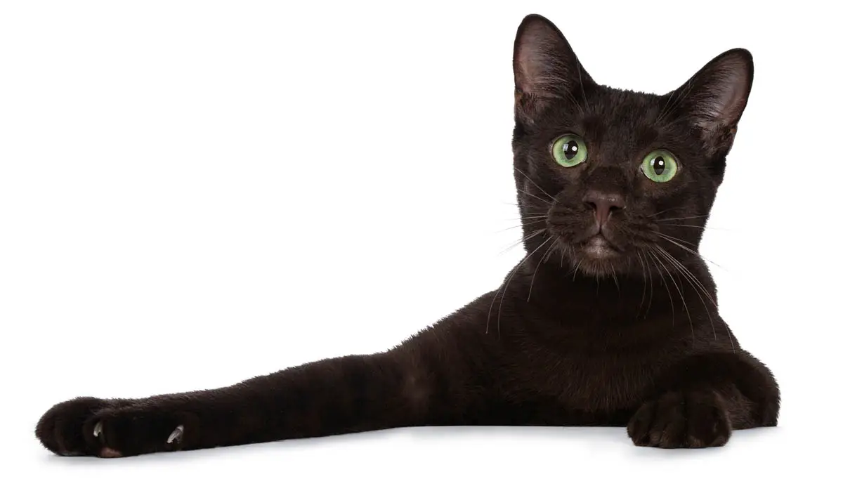 Havana Brown cat