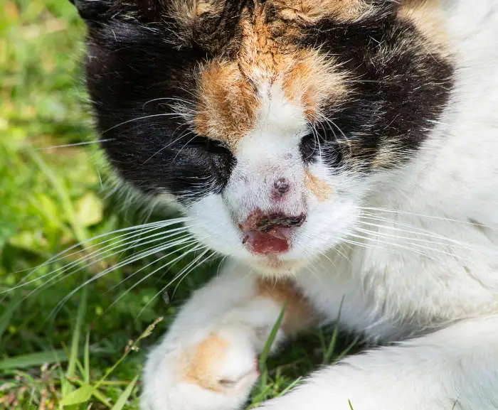 A cat with nose cancer (squamous cell carcinoma)