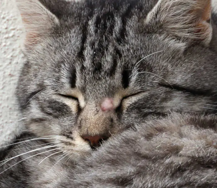 Mast cell tumor on cat