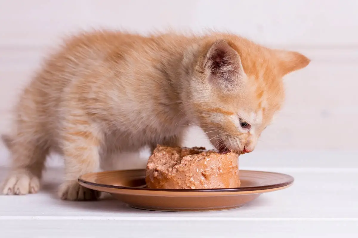 Weaning in kittens