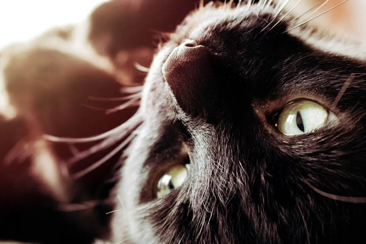Aging disorders of older cats