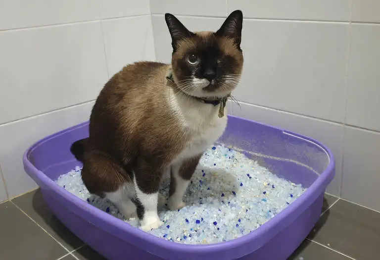 cat urinating in litter box