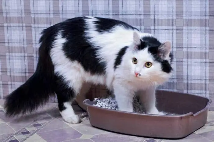 Litter tray too small