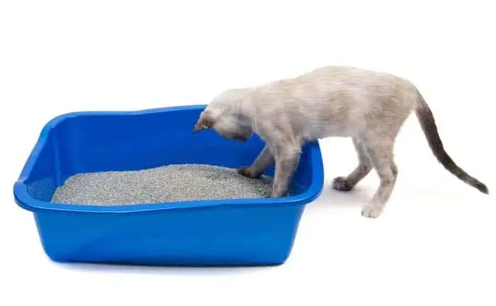 Litter tray success