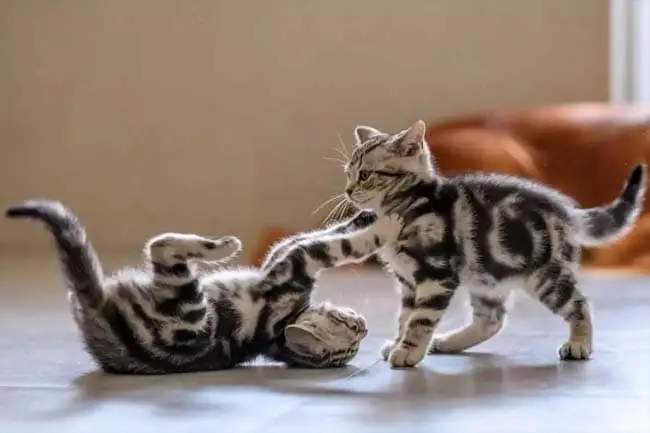 Two kittens playing