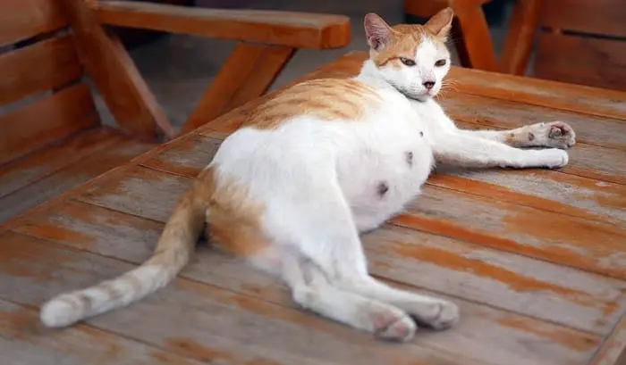 Pregnant cat