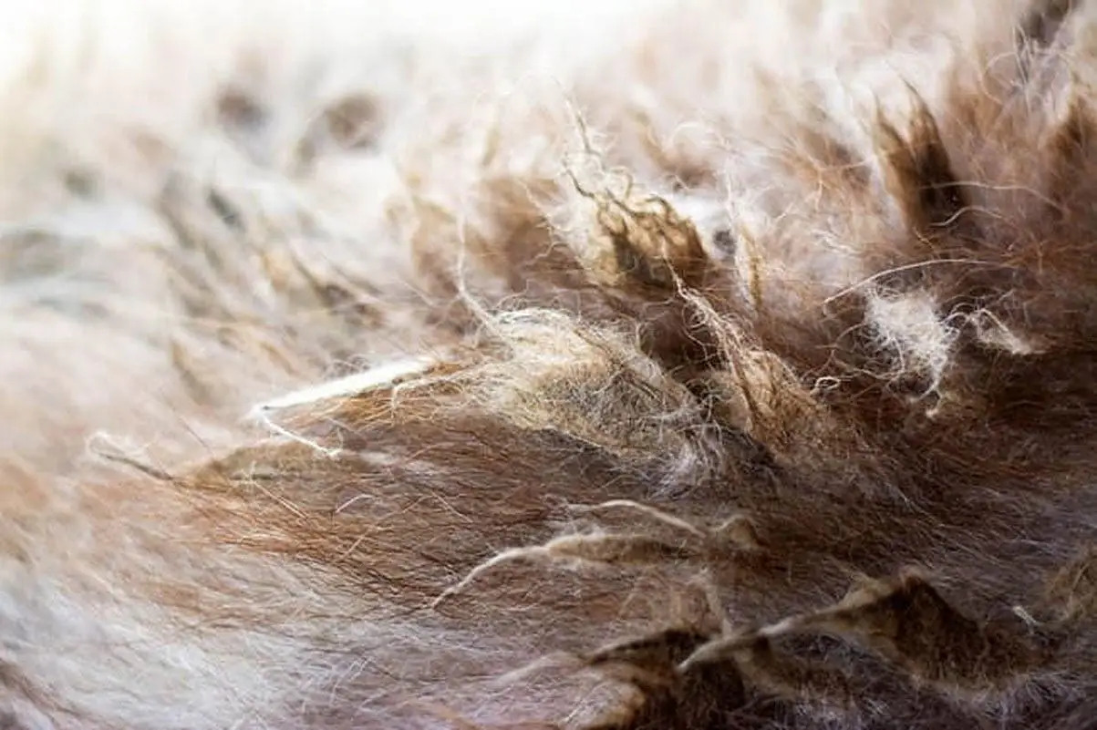 Removing mats from a cat