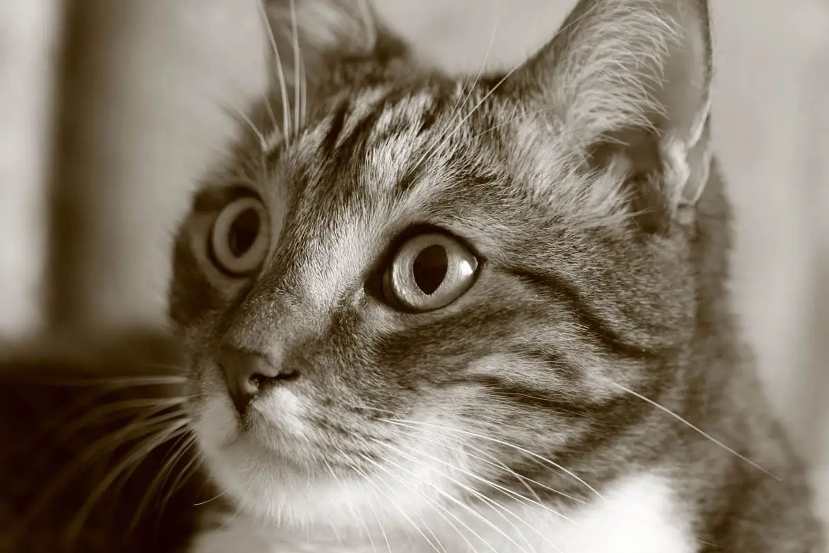 How much does it cost to keep a cat?