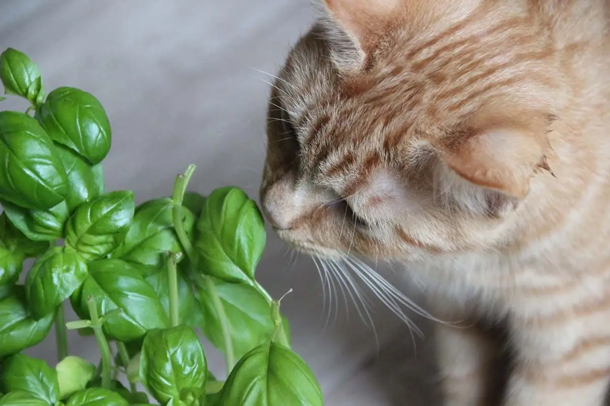 Keeping cats off houseplants