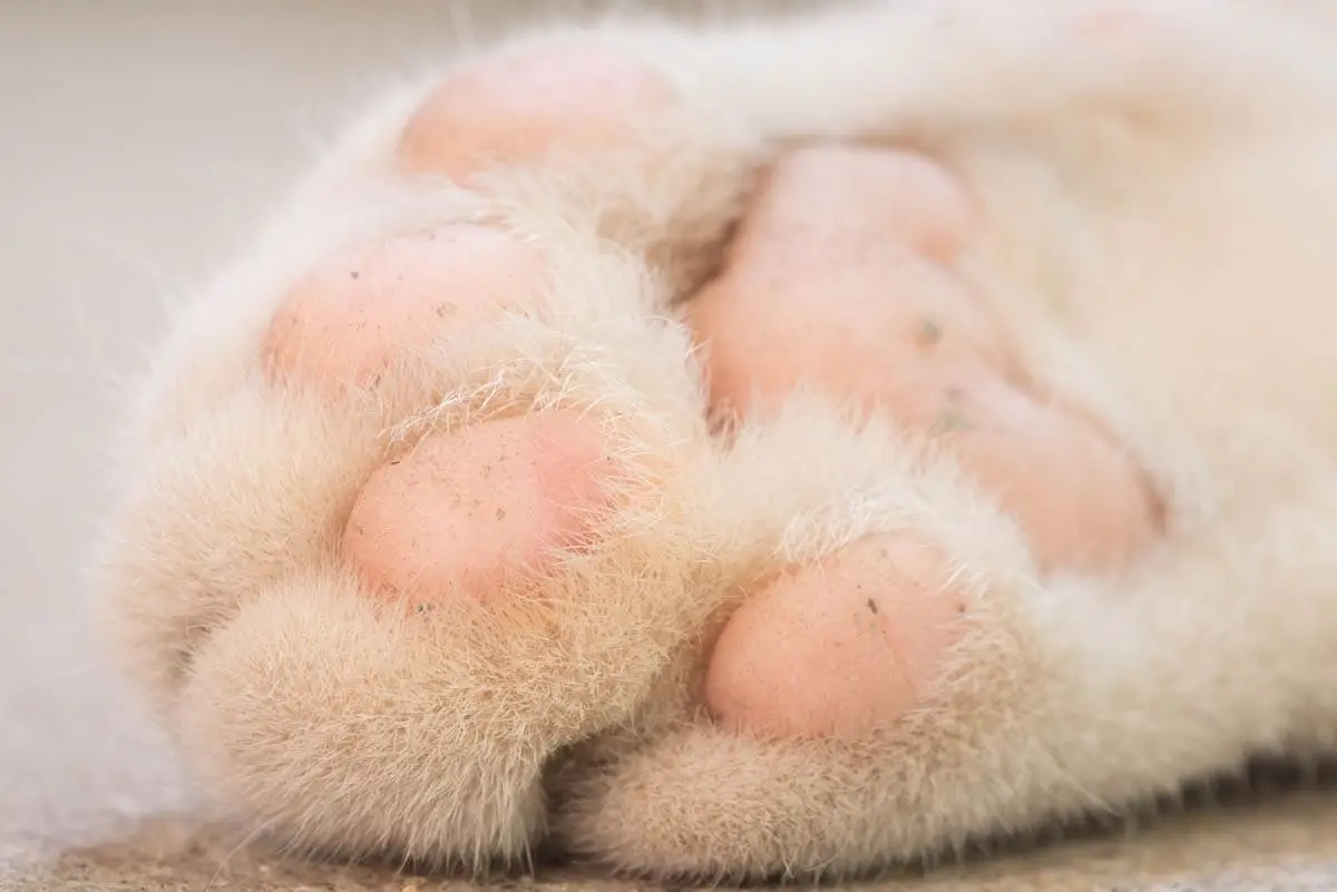 Declawing a cat